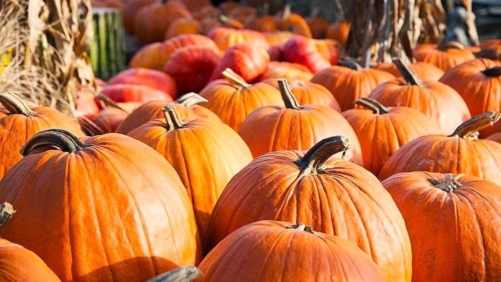 Early harvest pumpkin