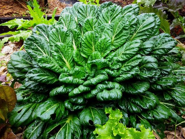 Tatsoi Chinese Cabbage