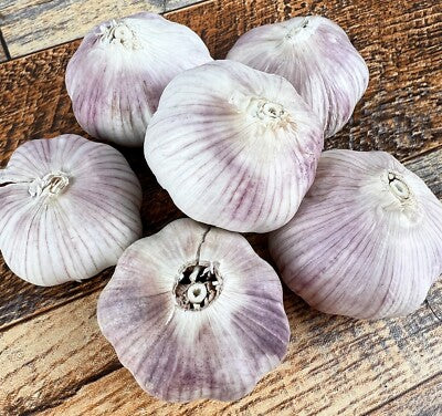 Early purple Italian