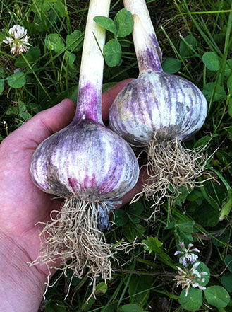 Russian red garlic