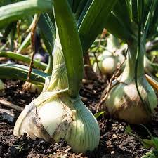 White grano short day onion