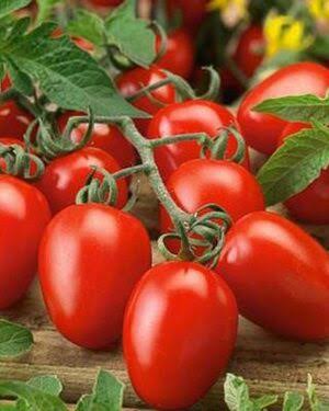 Fireworks Tomato 60 Days