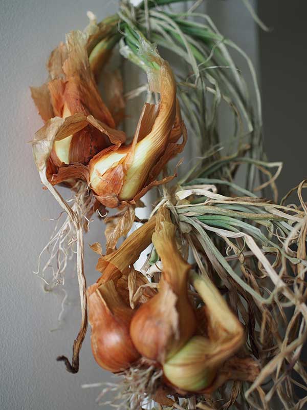 Old fashioned bunching onions