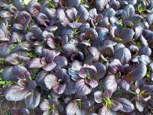 Purple bok choi