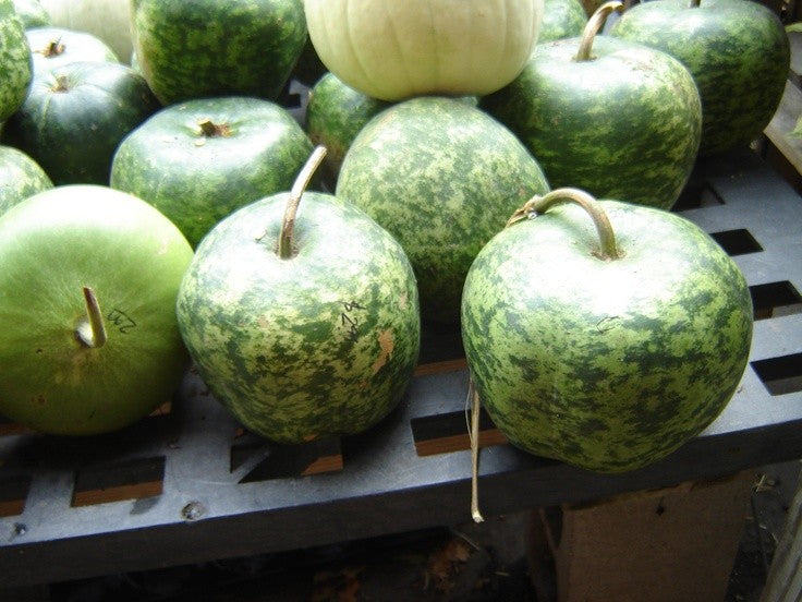 Small apple gourd