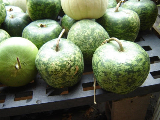 Small apple gourd