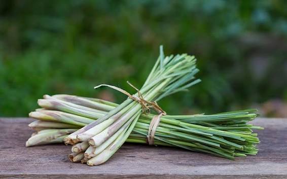 Lemon grass cuttings