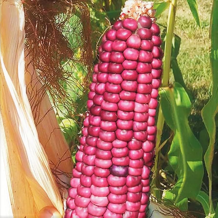 Pink xocoyul corn
