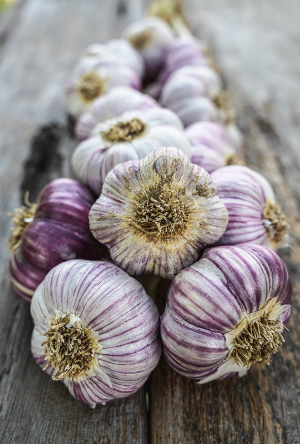 Thai purple garlic