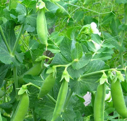 Early frosty shelling pea