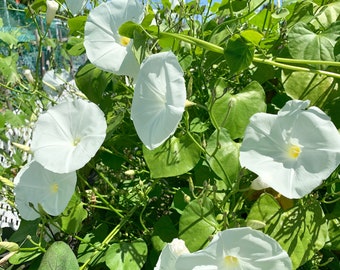 Pearly gates morning glory