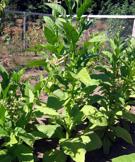 Virginia Brightleaf Tobacco