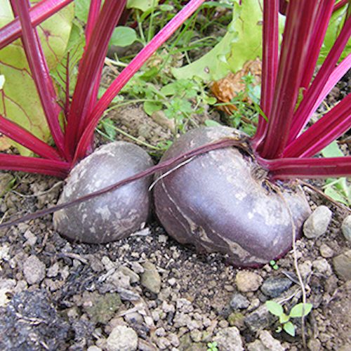 Boltardy beet