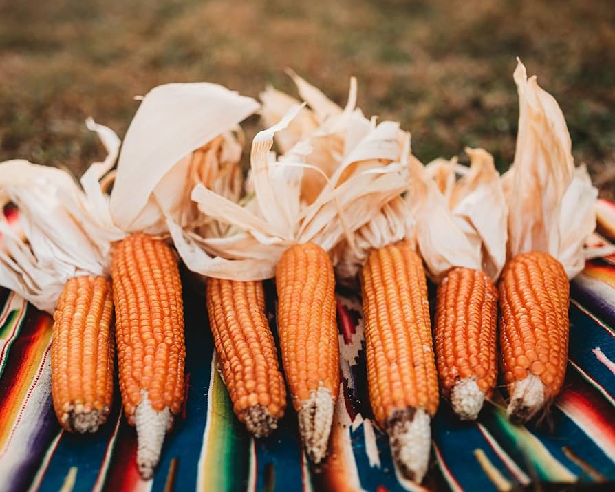 Argentina orange creole flint corn