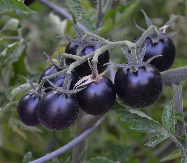 Black Cherry Tomato