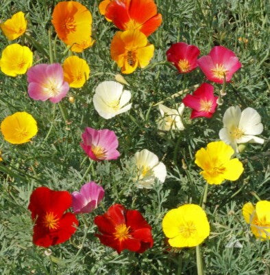 Mission bells California poppy