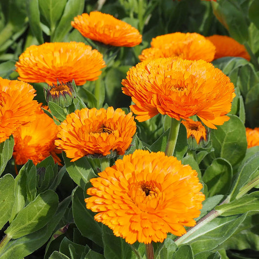 English marigold