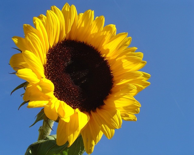 Taiyo sunflower