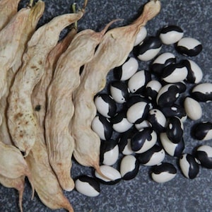 Calypso beans aka yin yang