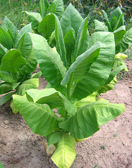 Ternopolskii 7 Tobacco