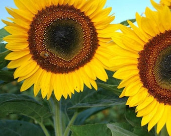 Taiyo sunflower