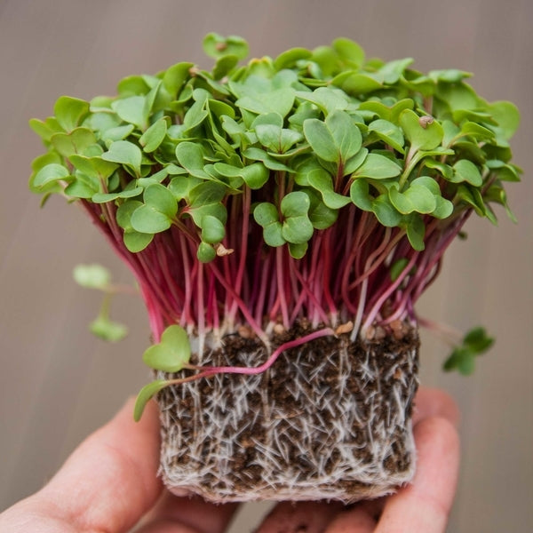 Red arrow sprouting radish seeds