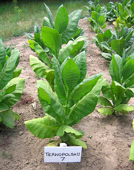 Ternopolskii 7 Tobacco