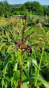 Reids yellow dent corn