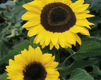 Taiyo sunflower