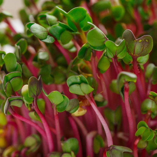 Red arrow sprouting radish seeds