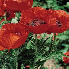 Cory's Poppy