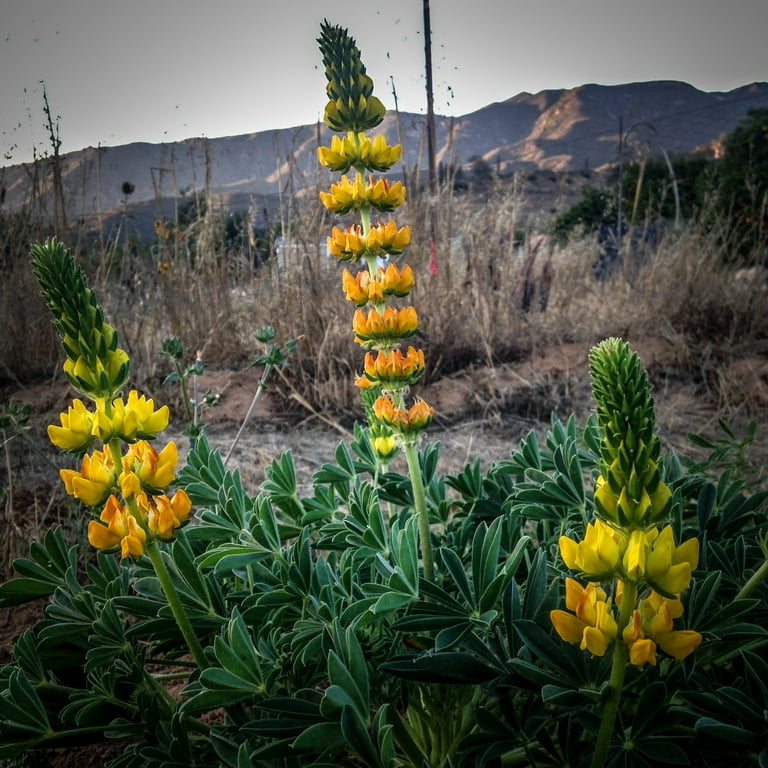 Golden lupine
