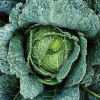 Drumhead Savoy Cabbage