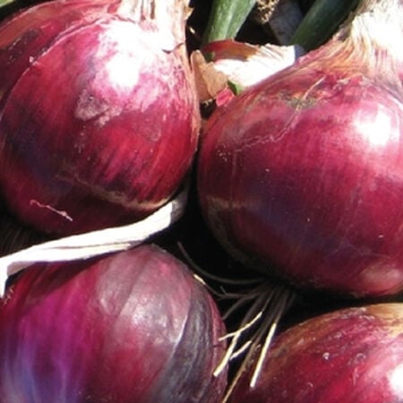 Ruby red long day onion