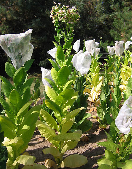 Ternopolskii 7 Tobacco