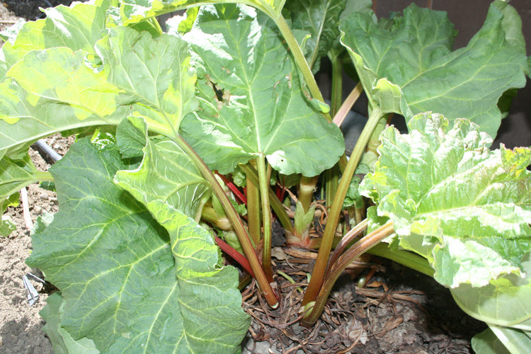Victoria rhubarb