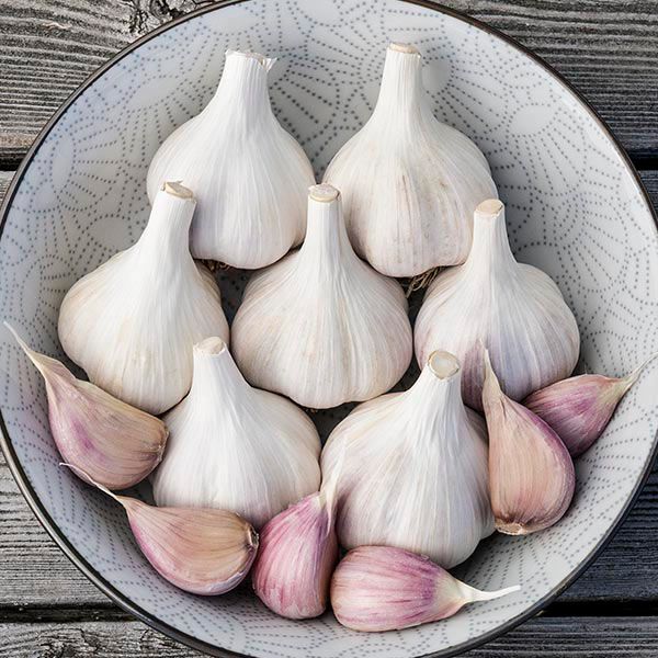 Music hardneck garlic
