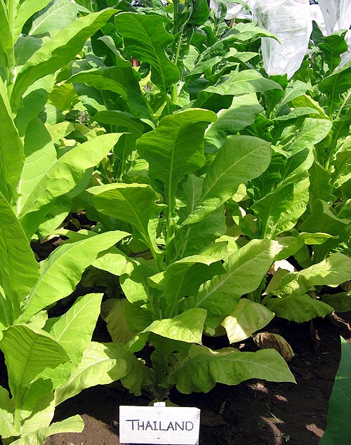 Thailand Tobacco