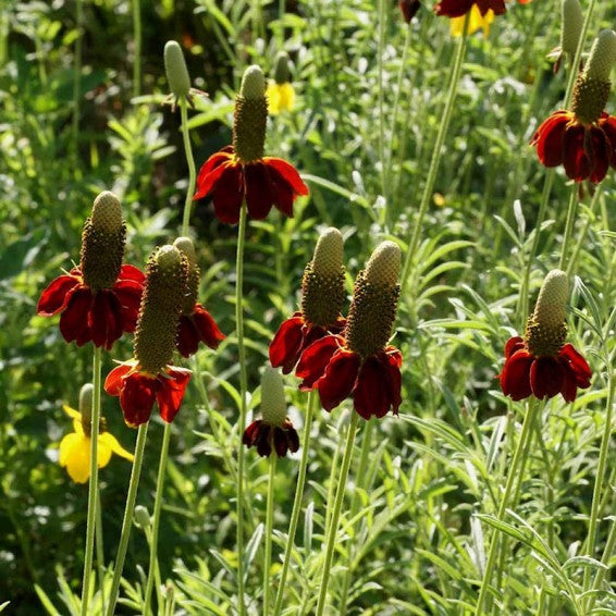 Dwarf red cone flower