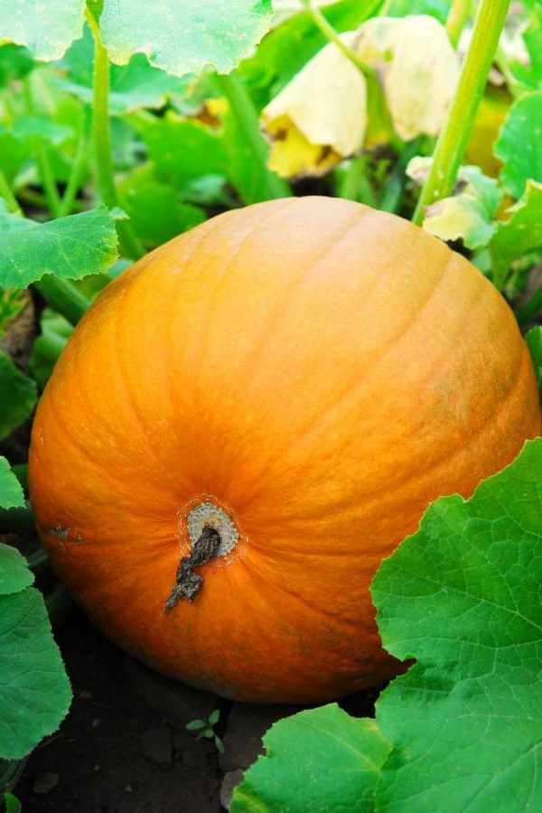 Early harvest pumpkin
