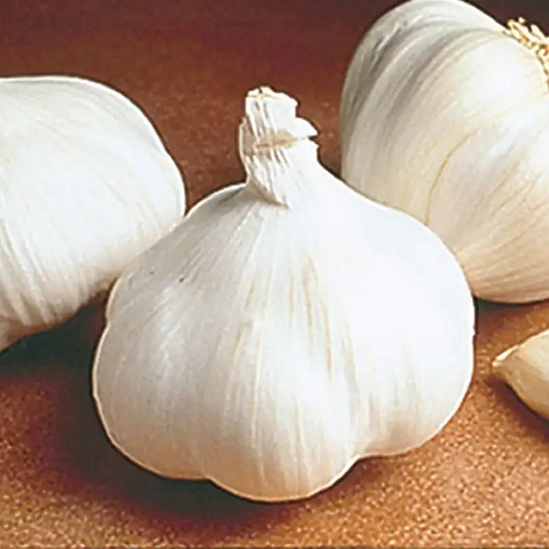 California giant garlic