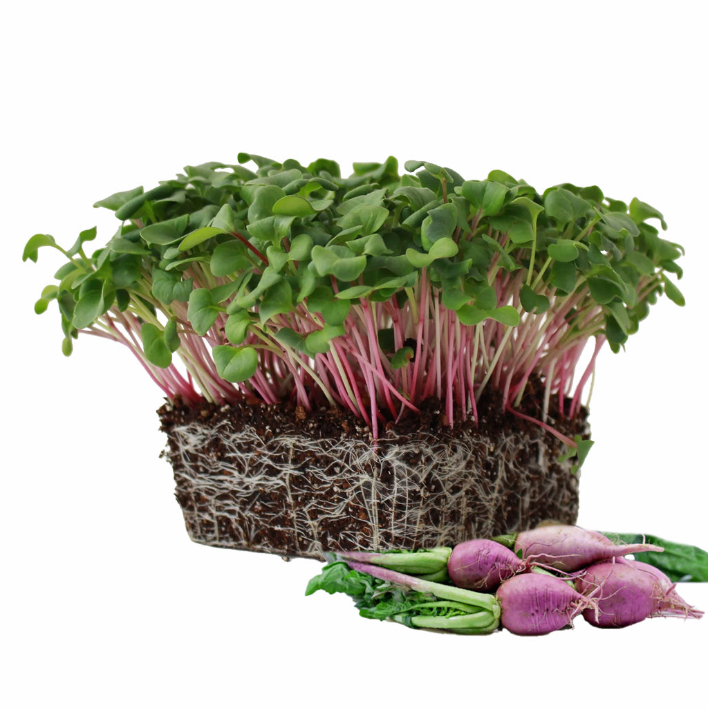 Triton purple sprouting radish seeds