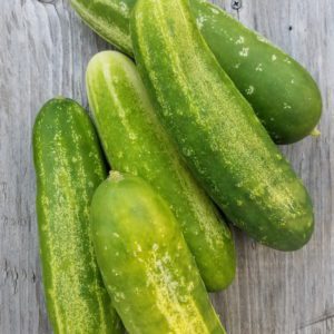 Addis cucumber