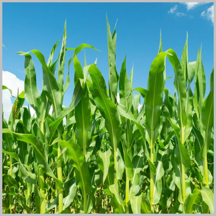 Hickory king ,yellow corn