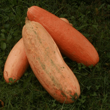 Giant pink banana squash