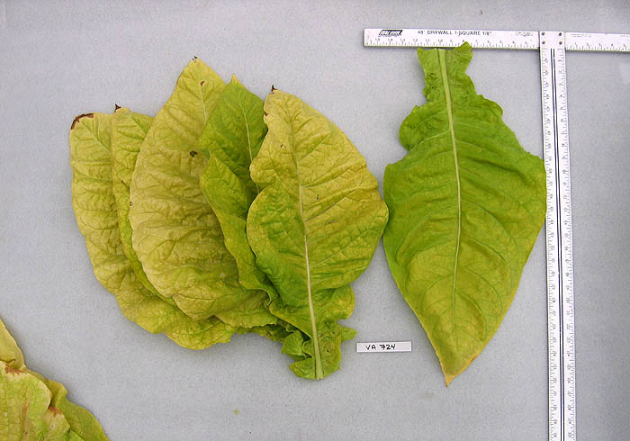 VA 724 Tobacco