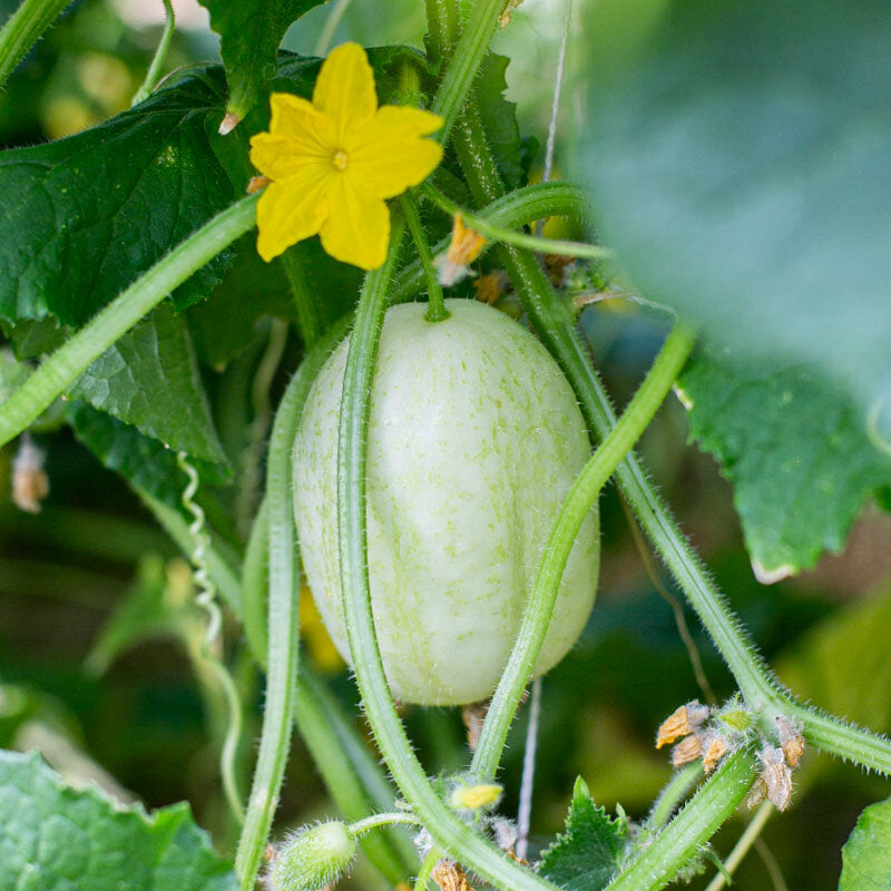 Apple Cucumber