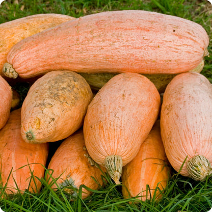 Giant pink banana squash
