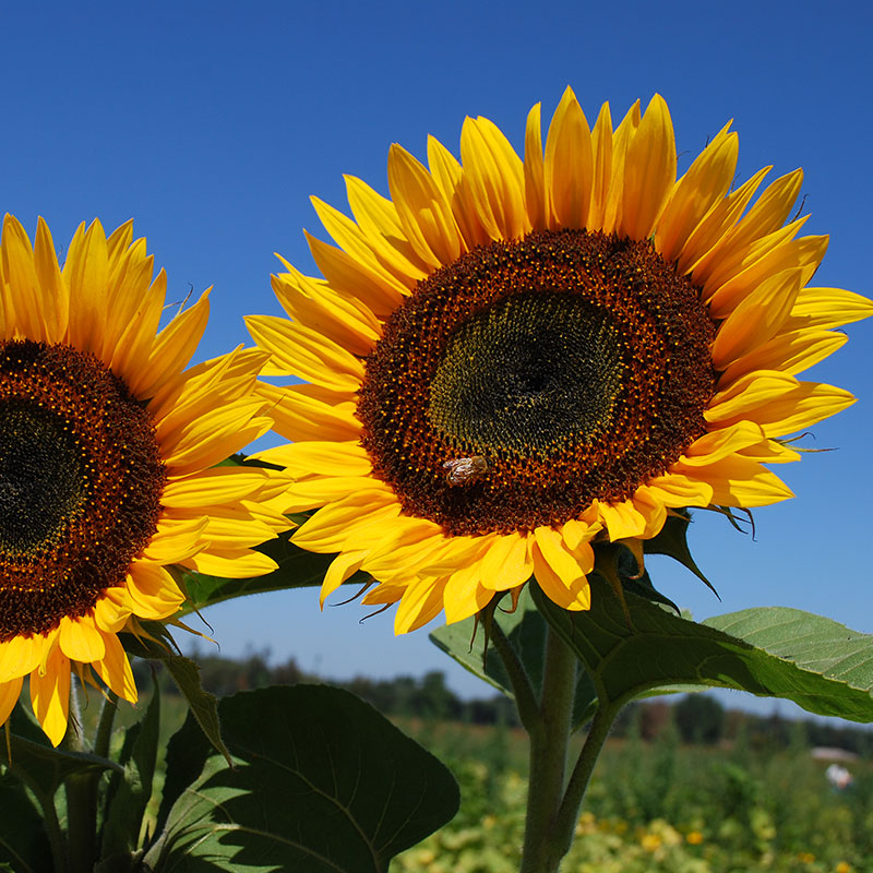 Taiyo sunflower