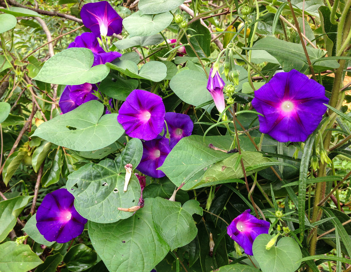Purple morning glory